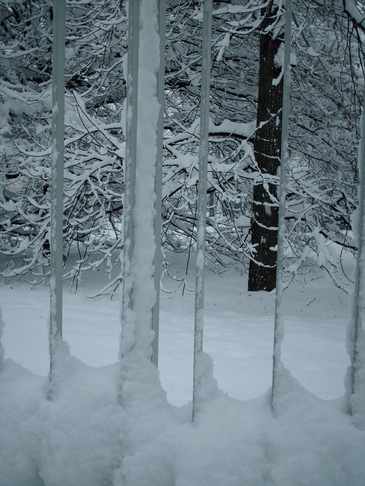 Eccezionale nevicata a Milano #3, ricami di neve