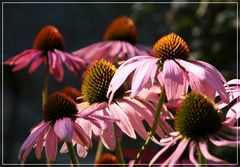 Ecchinacea oder ....