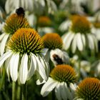  Ecchinacea weiß