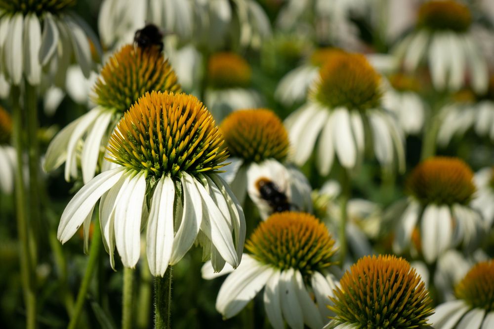  Ecchinacea weiß