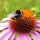 Ecchinaceablüte mit einem dicken Brummer!