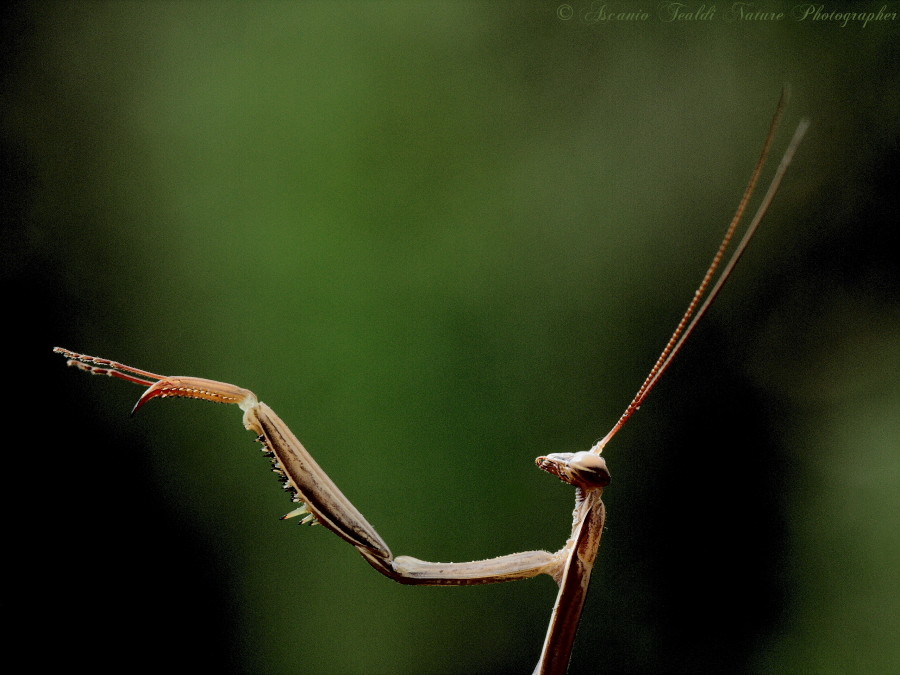 Ecco a voi il grande direttore d'orchestra Sir Mantis!