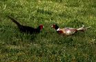 Fighting Pheasants 17 Apr. 2021 A t von Pier Paolo Fondi