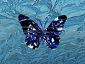 Ice Butterfly von Rittus