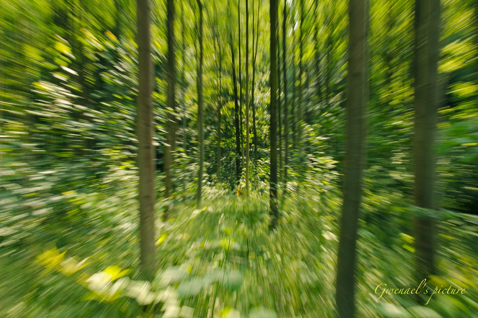 Echappée en forêt