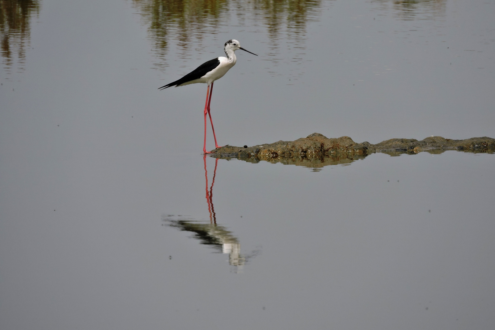 Echasse blanche