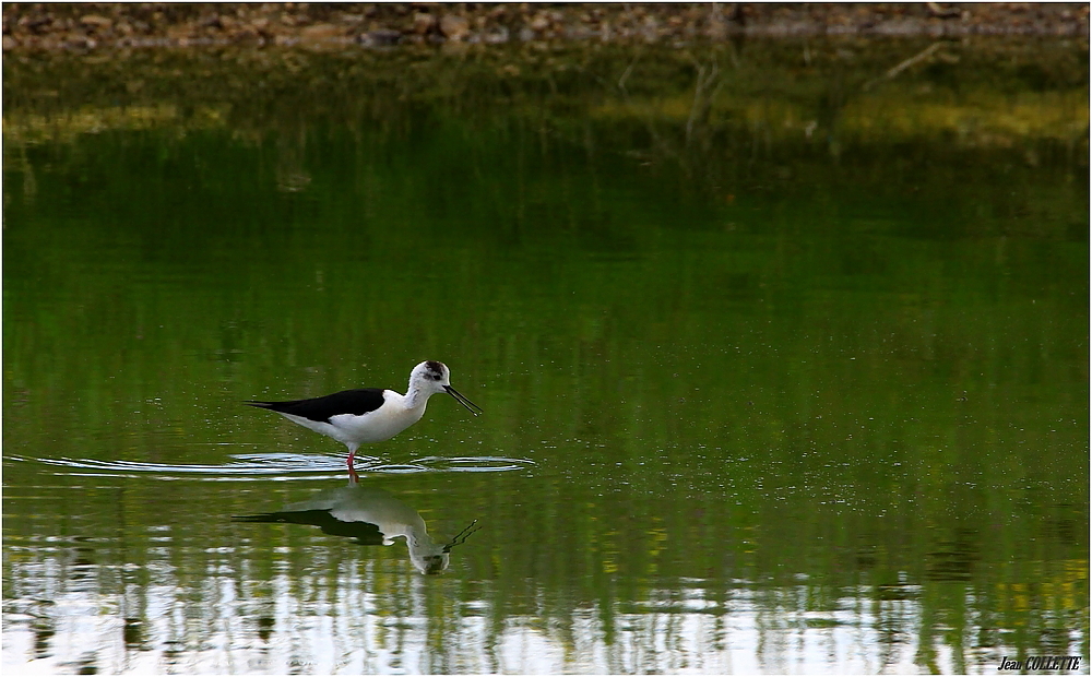 Echasse blanche.