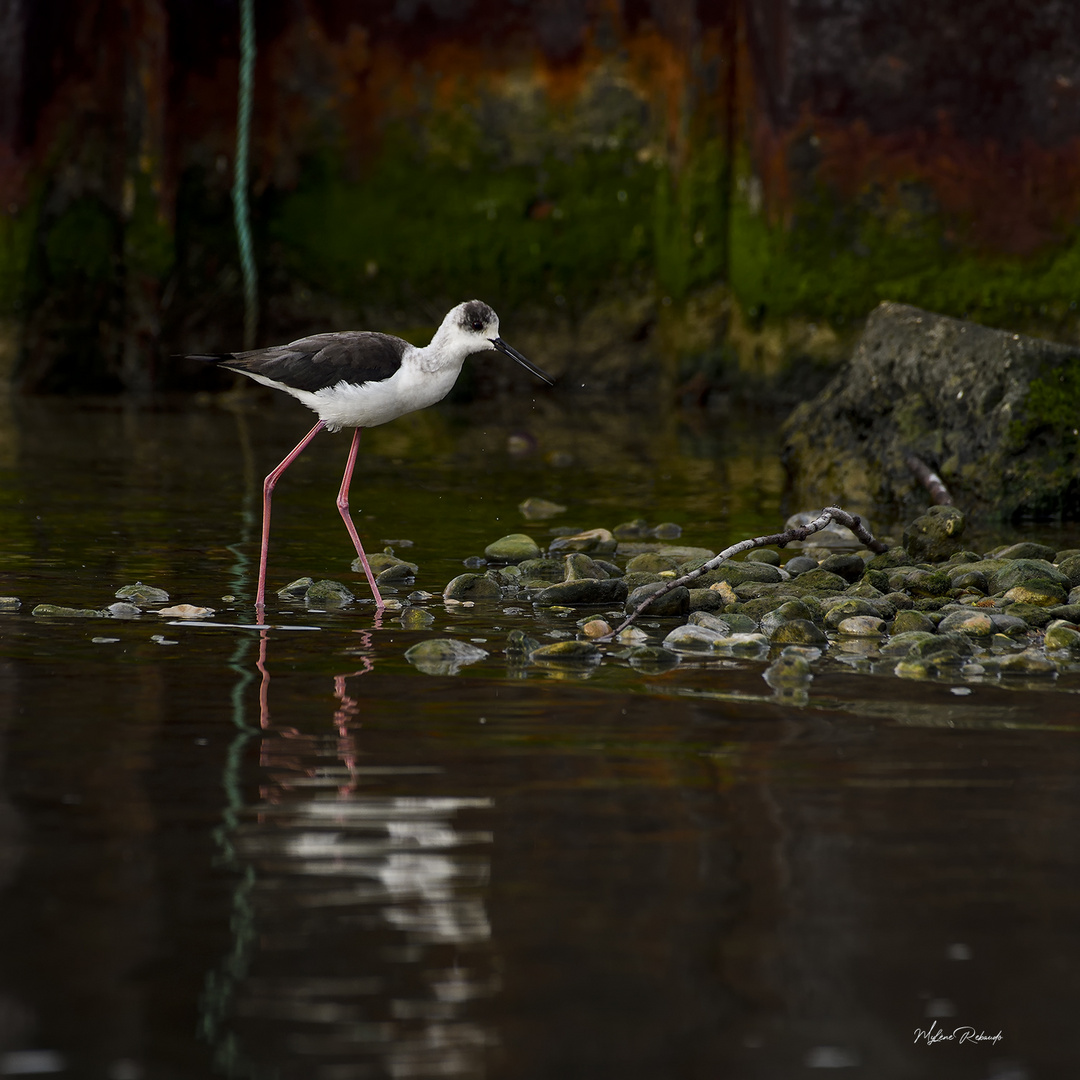 Echasse blanche