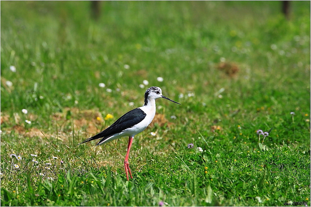 Echasse blanche