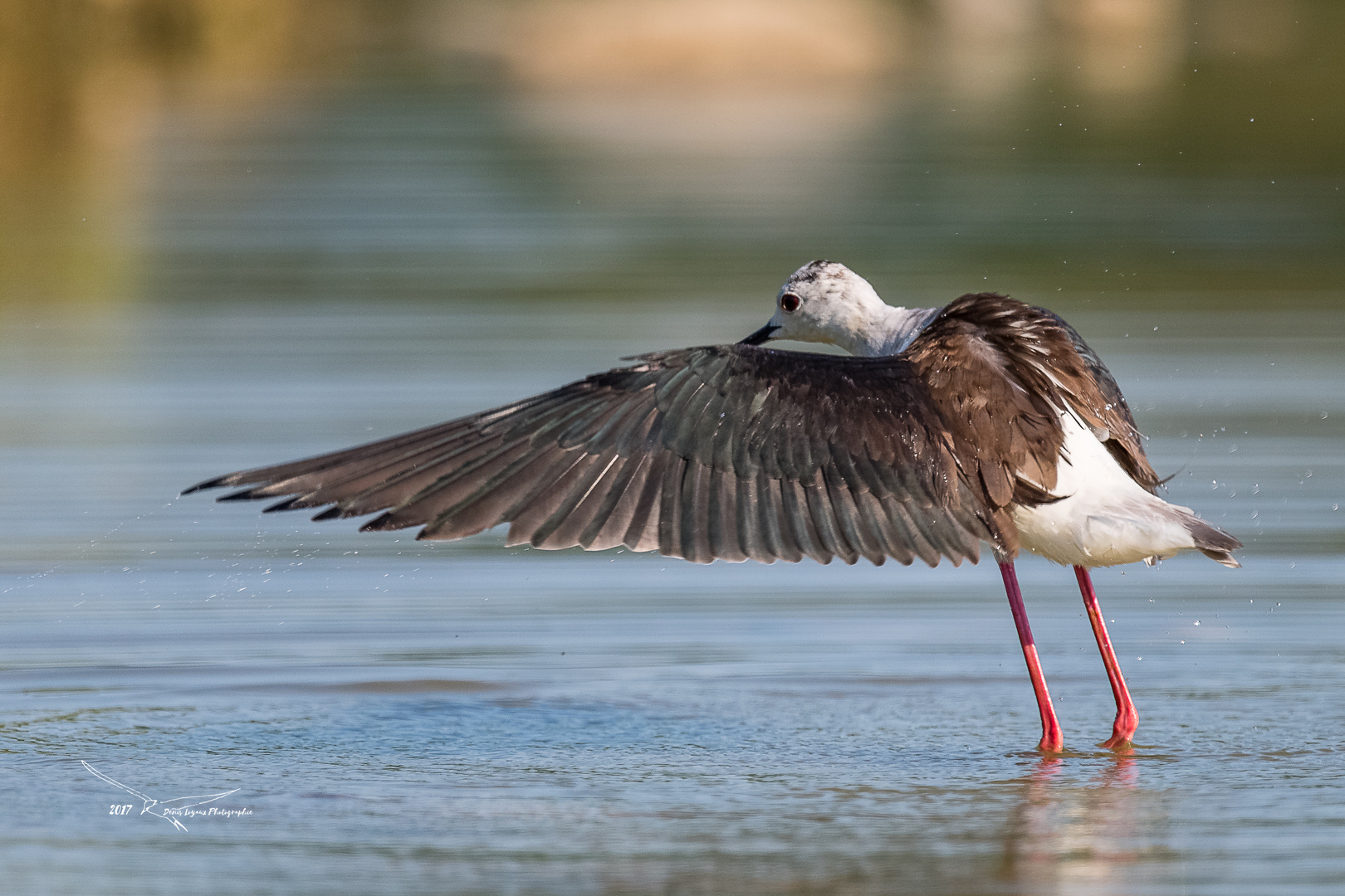 Echasse blanche (Black-winged Stilt)