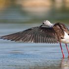 Echasse blanche (Black-winged Stilt)