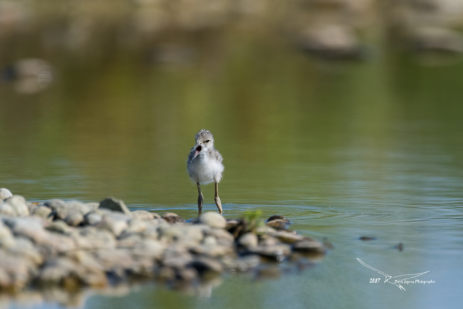 Echasse blanche (Black-winged Stilt)