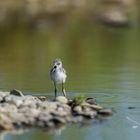 Echasse blanche (Black-winged Stilt)