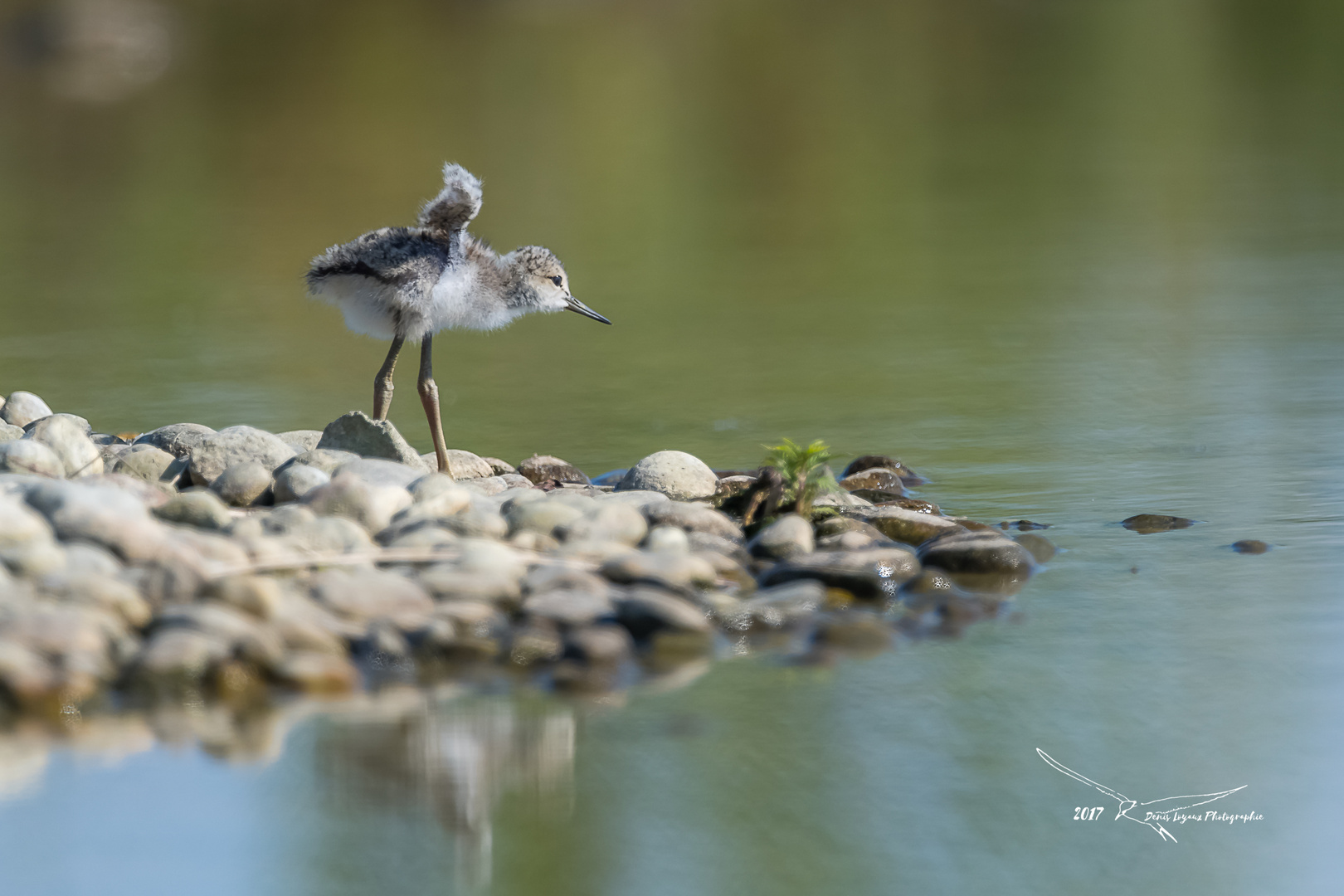 Echasse blanche (Black-winged Stilt)