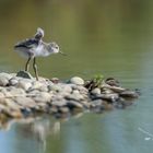 Echasse blanche (Black-winged Stilt)