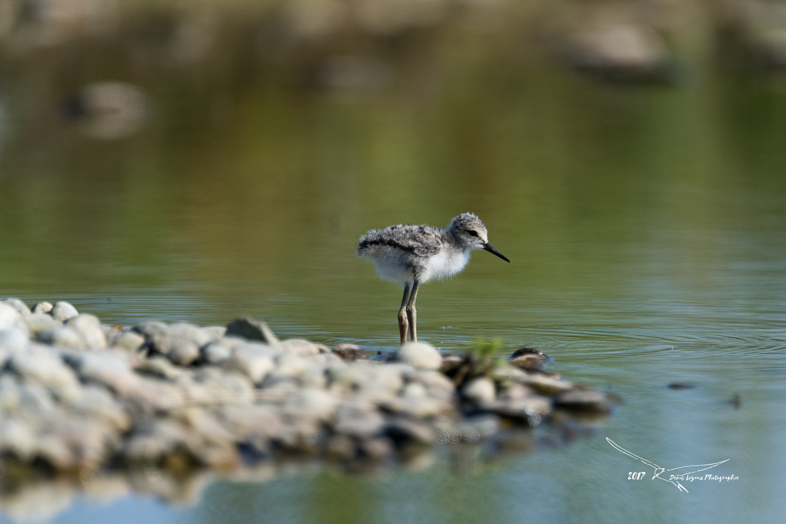 Echasse blanche (Black-winged Stilt)