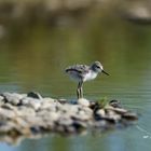 Echasse blanche (Black-winged Stilt)