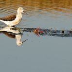 Echasse blanche dans le soleil