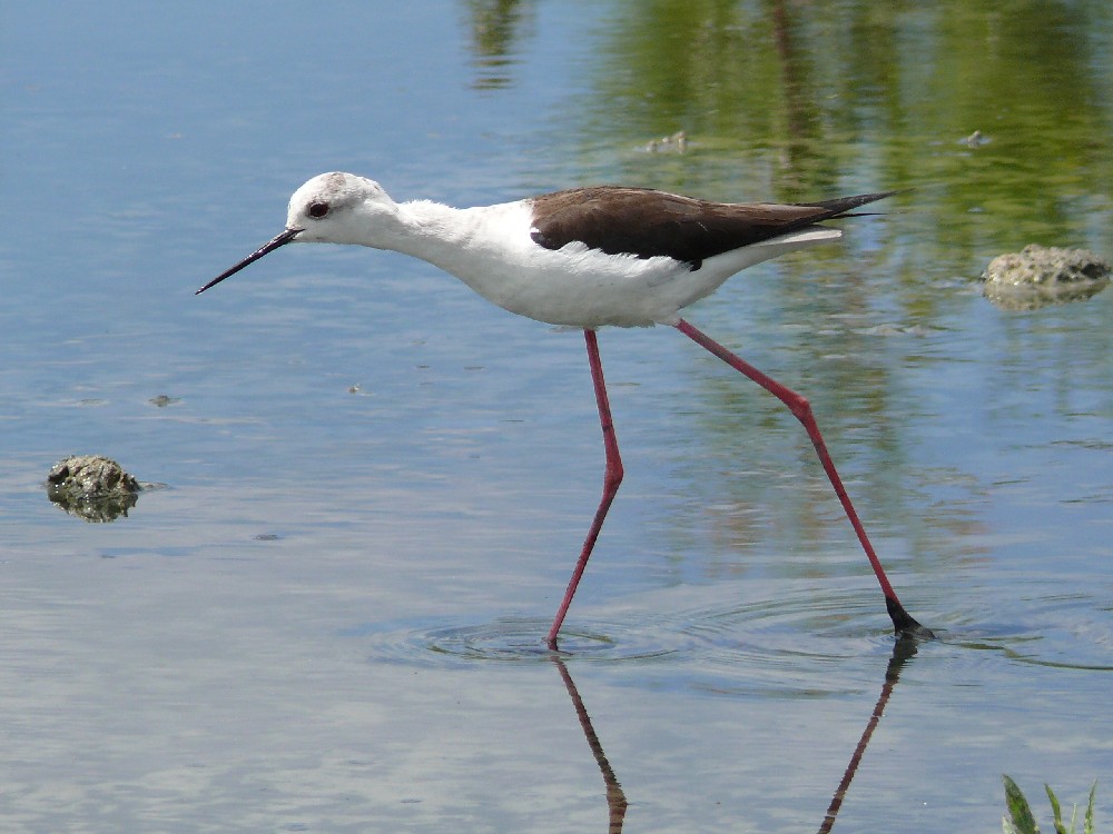 échasse blanche