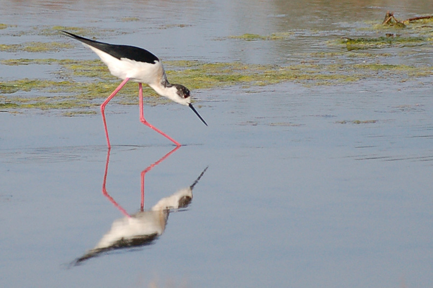 Echasse blanche et son reflet