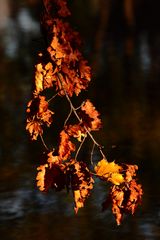 Echatillon d'Automne