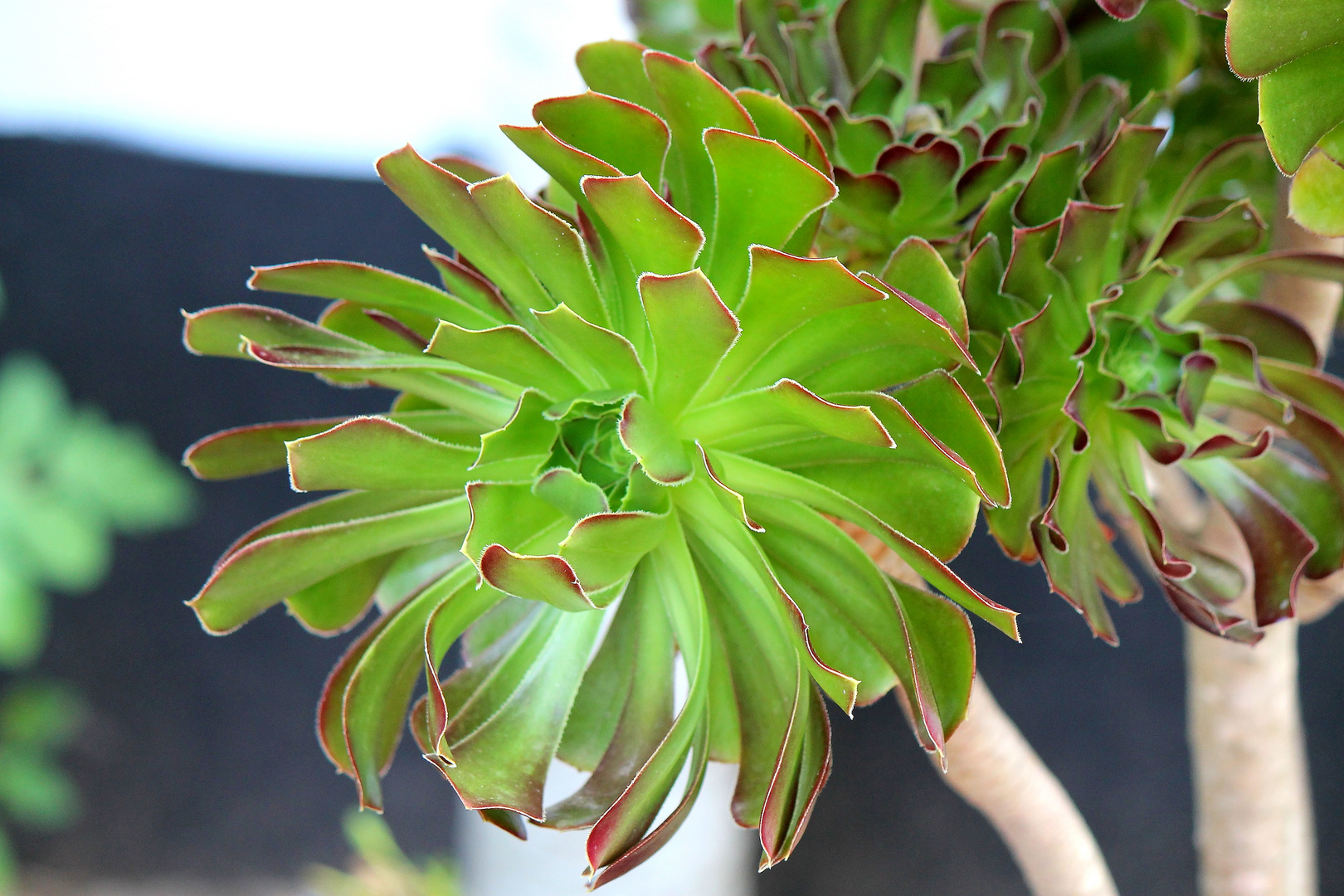 Echeveria