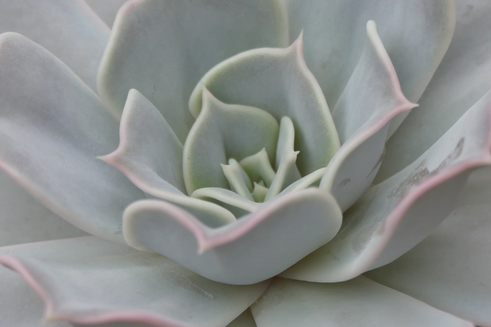 Echeveria 