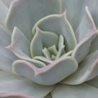 Echeveria 