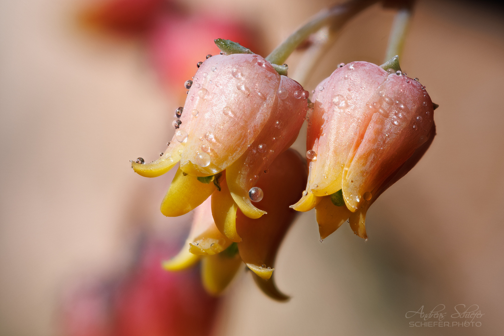 Echeveria