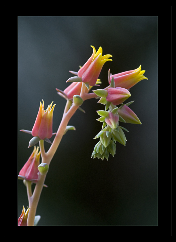 Echeveria