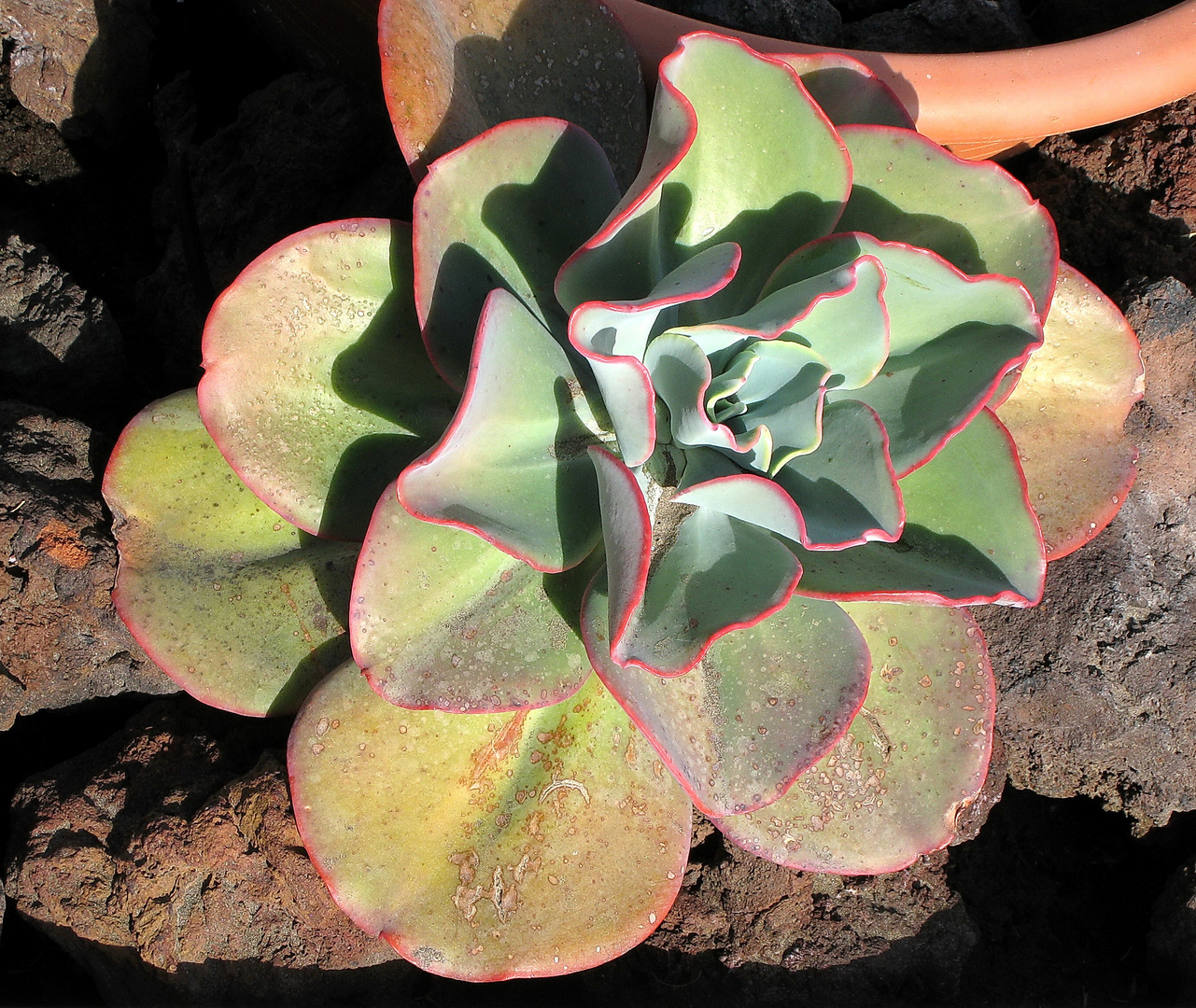 Echeveria ...