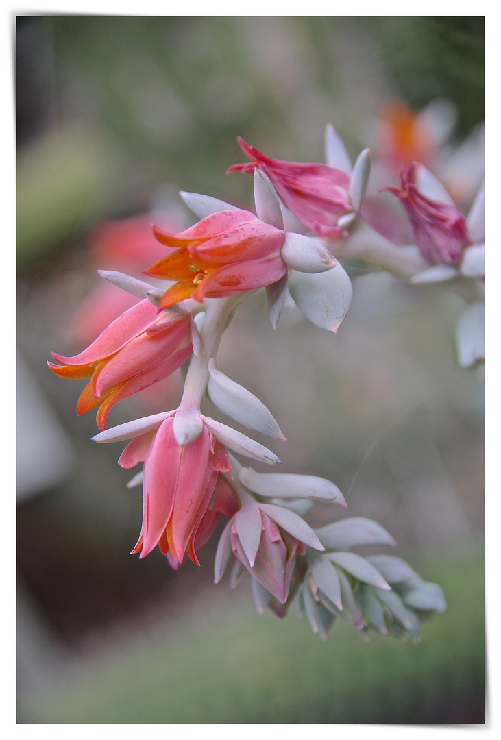 Echeveria