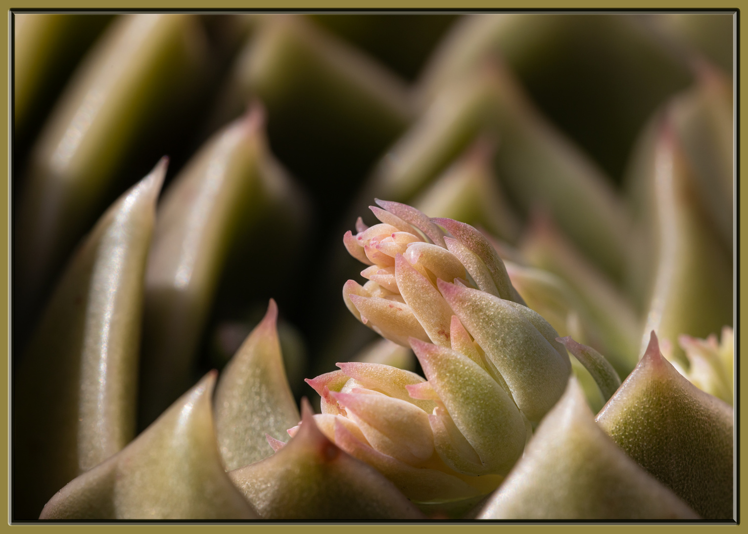 Echeveria