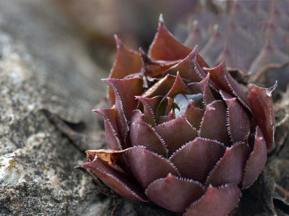 Echeveria agavoides