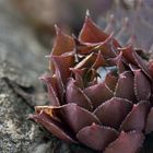 Echeveria agavoides