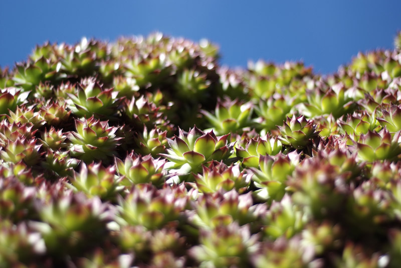 Echeveria agavoides