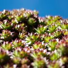 Echeveria agavoides