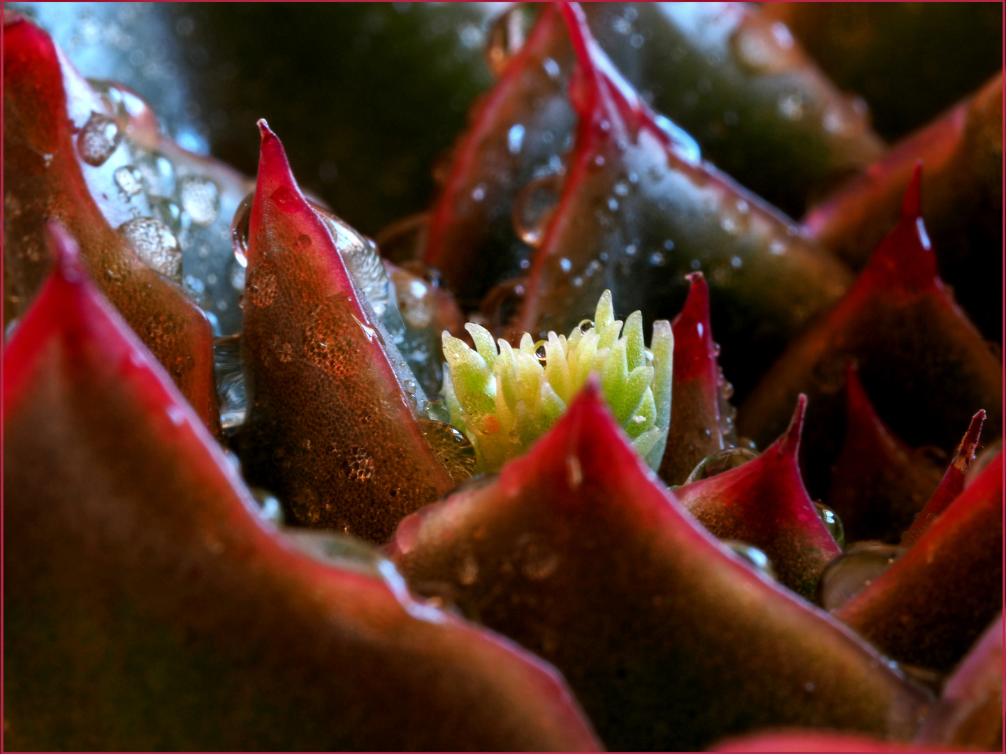 Echeveria: am Mittwoch ein Blick nach Innen