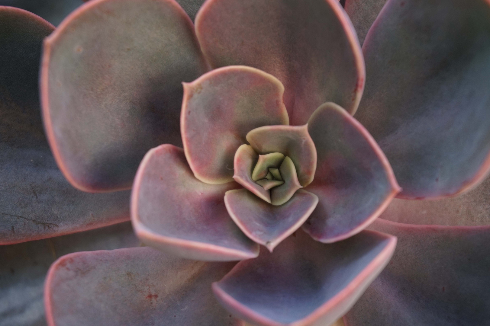 Echeveria