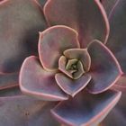 Echeveria