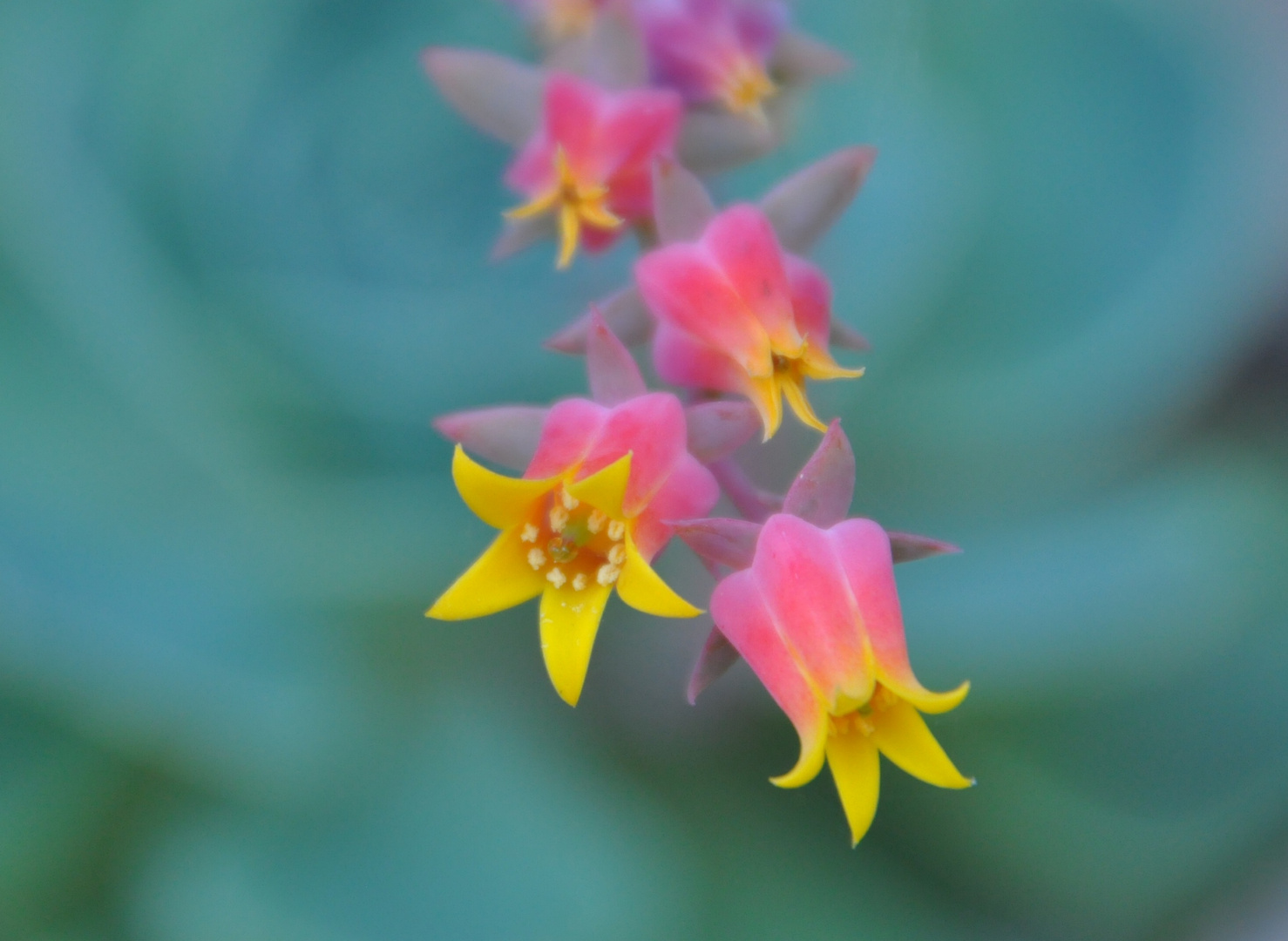 Echeveria