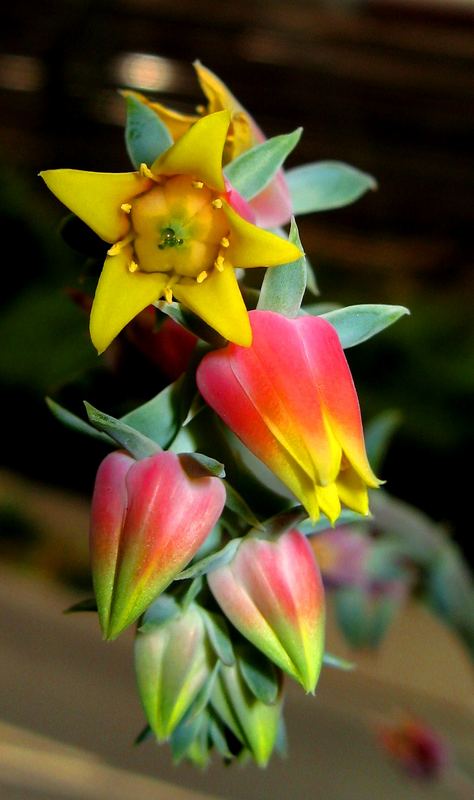 Echeveria Blüte