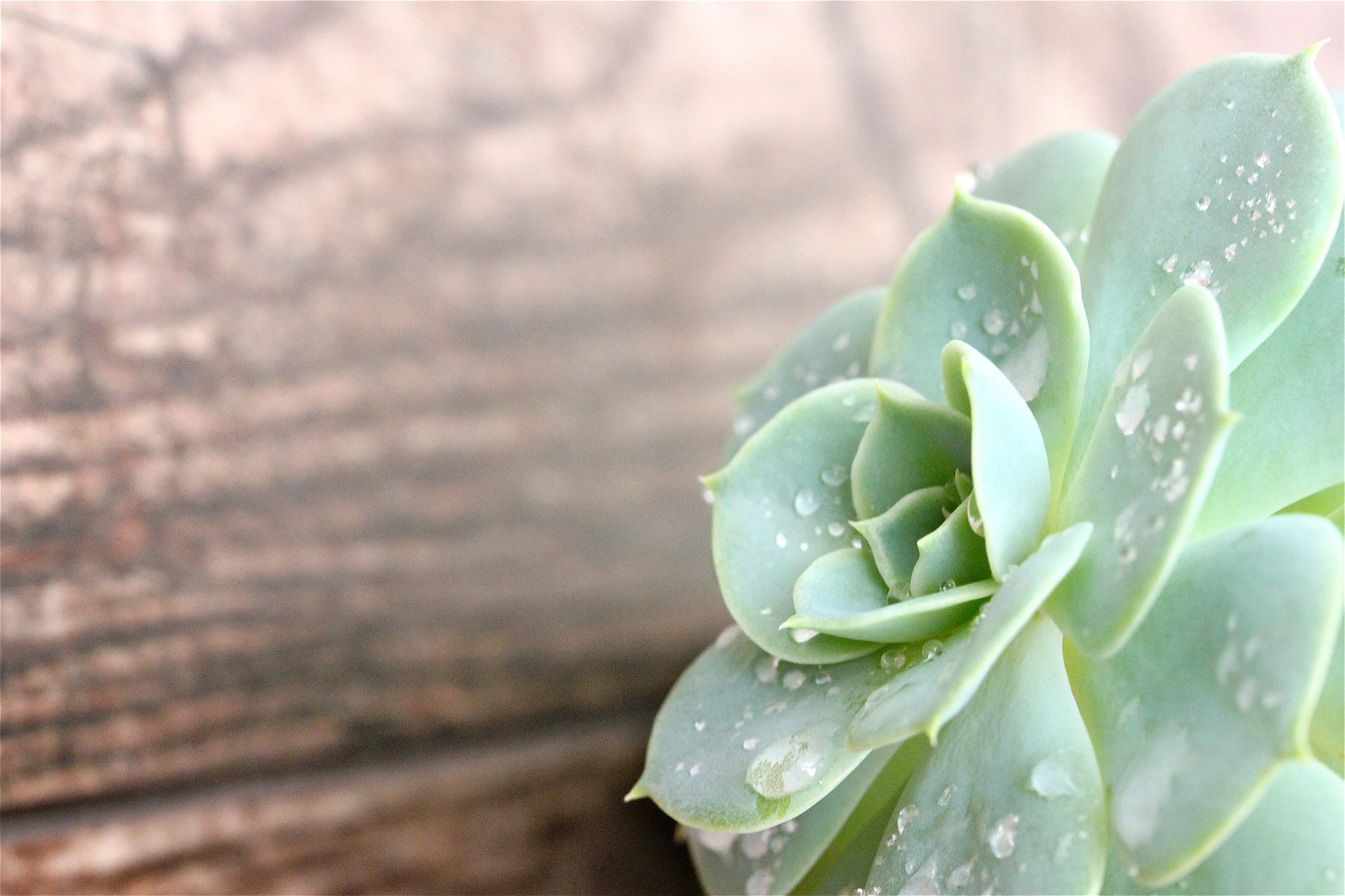 Echeveria