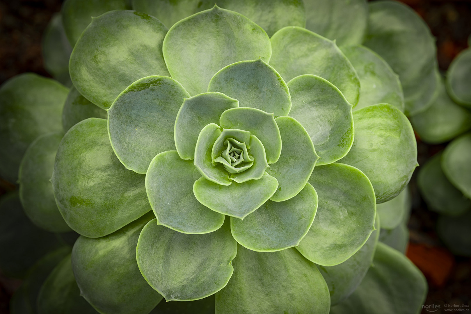 echeveria derenbergii