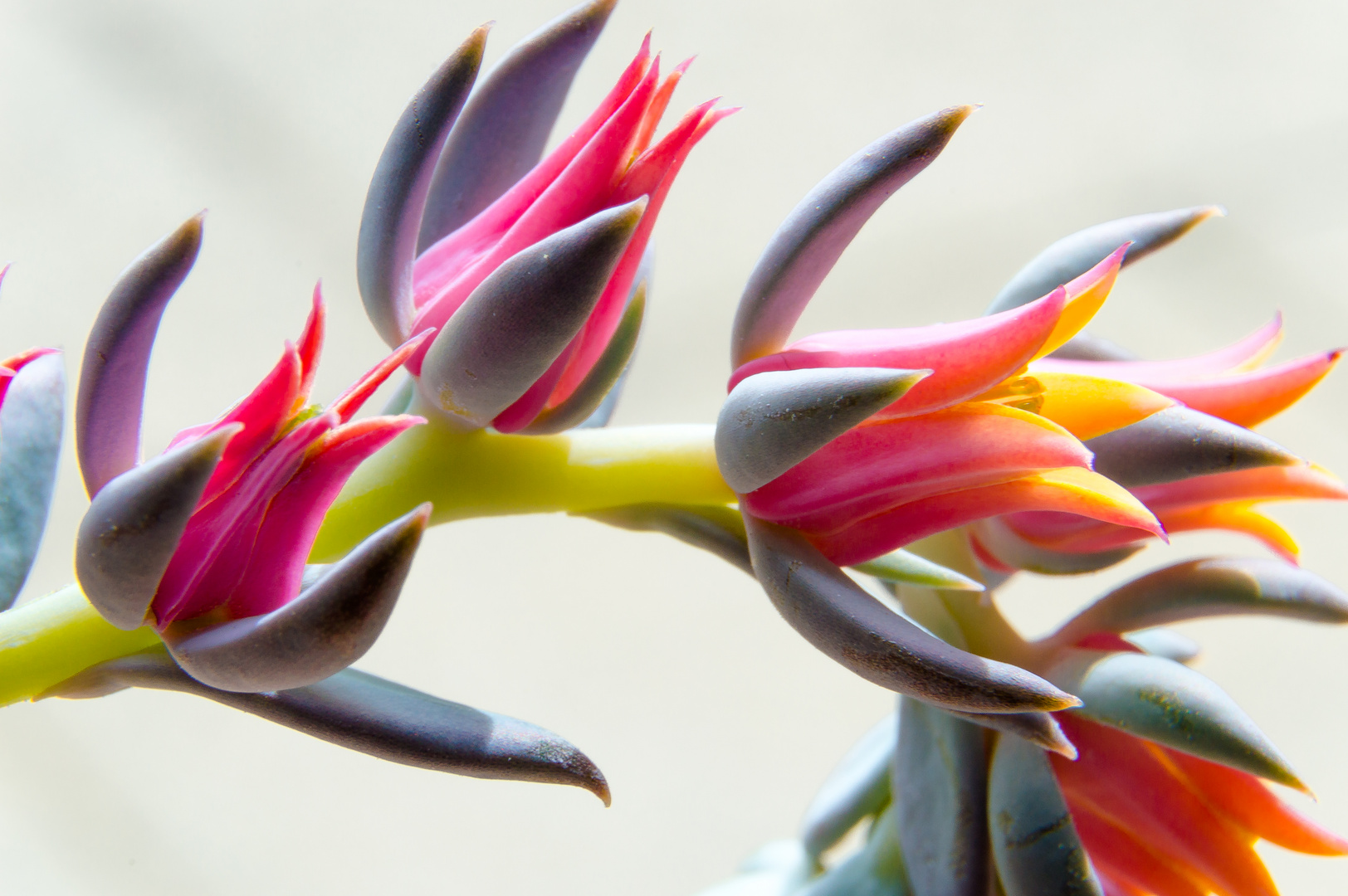 Echeveria Foto & Bild pflanzen, pilze & flechten, zimmerpflanzen