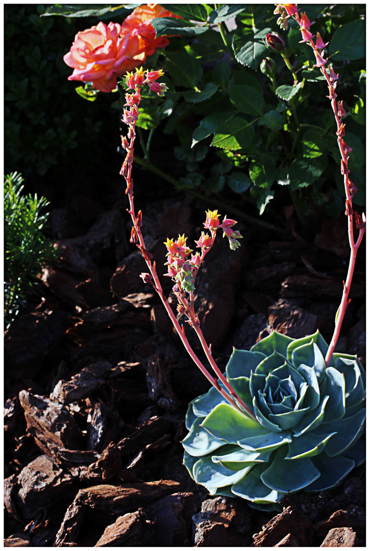 Echeveria