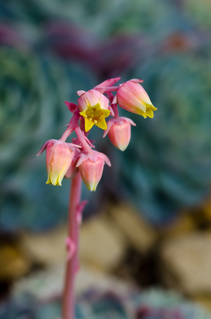 Echeveria Elegans