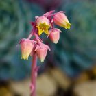 Echeveria Elegans