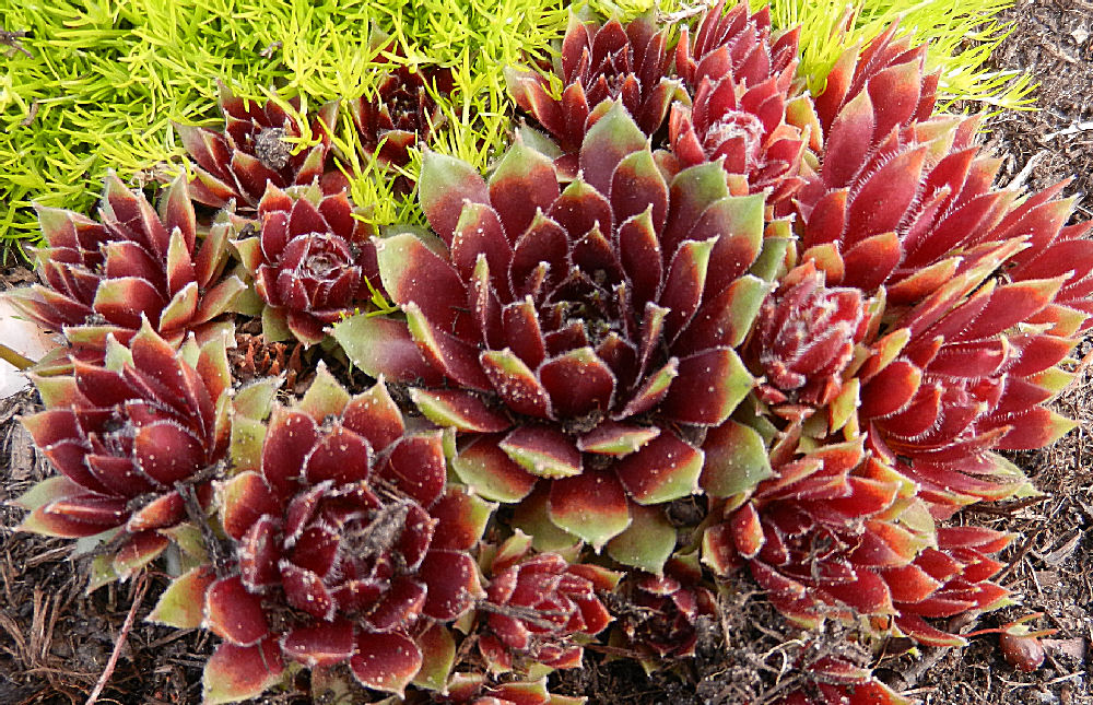 Echeveria im Freiland