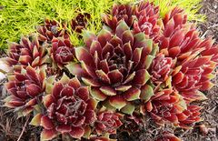 Echeveria im Freiland